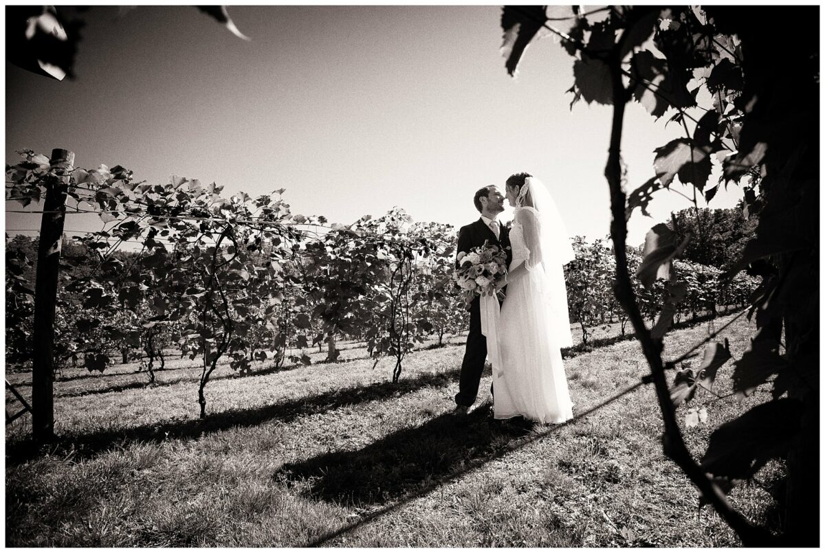 bride and groom in vineyard aisles